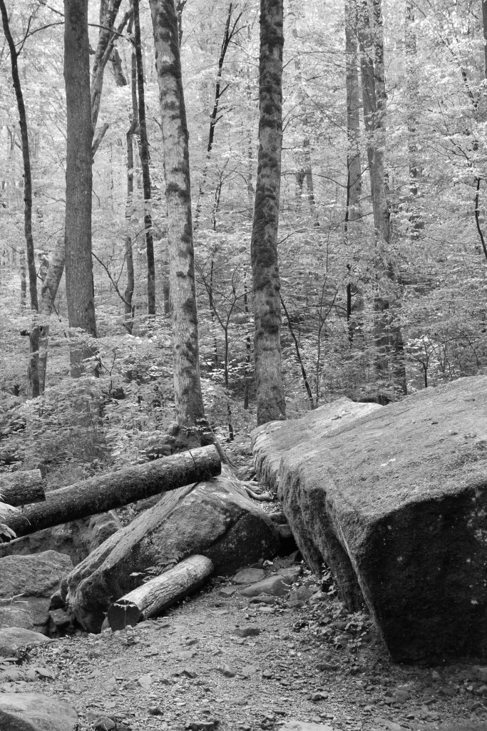 Fallen tree in Buck's Pocket